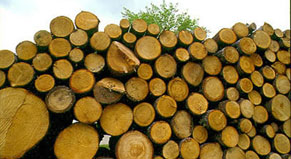 A madeira é uma importante fonte de renda